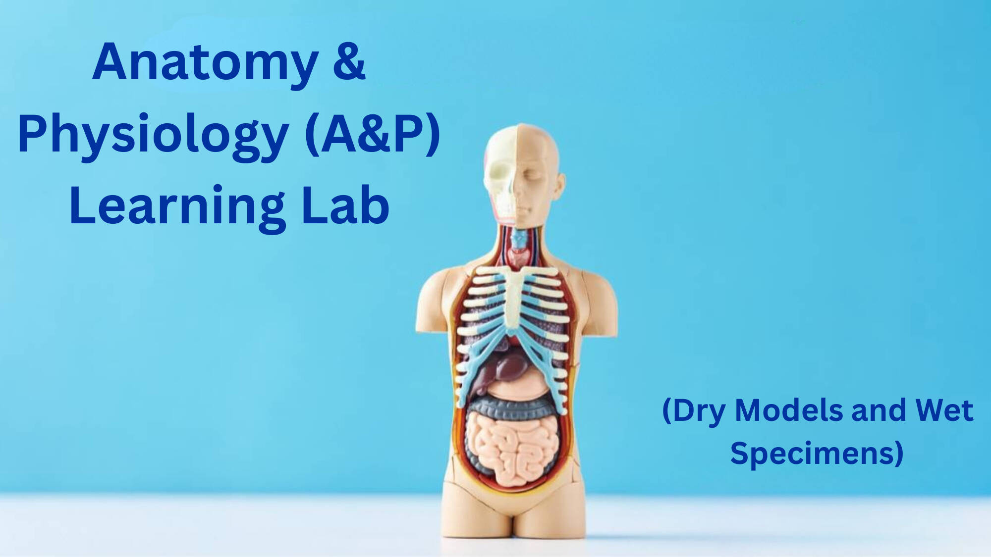 Anatomy and physiology learning lab thumbnail